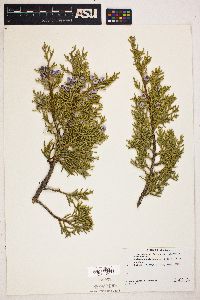 Juniperus osteosperma image