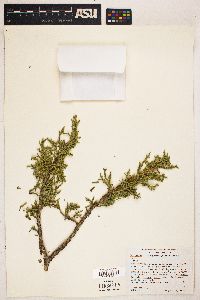 Juniperus osteosperma image