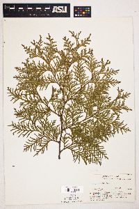 Thuja occidentalis image