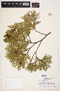 Thuja occidentalis image