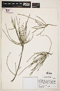 Ephedra aspera image