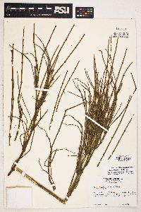 Ephedra californica image