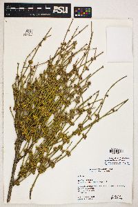 Ephedra californica image