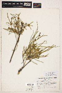 Ephedra californica image