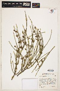 Ephedra nevadensis image