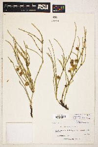 Ephedra torreyana image