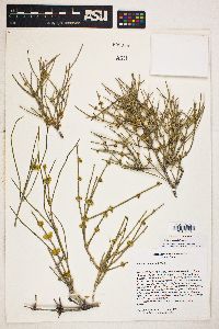 Ephedra torreyana image