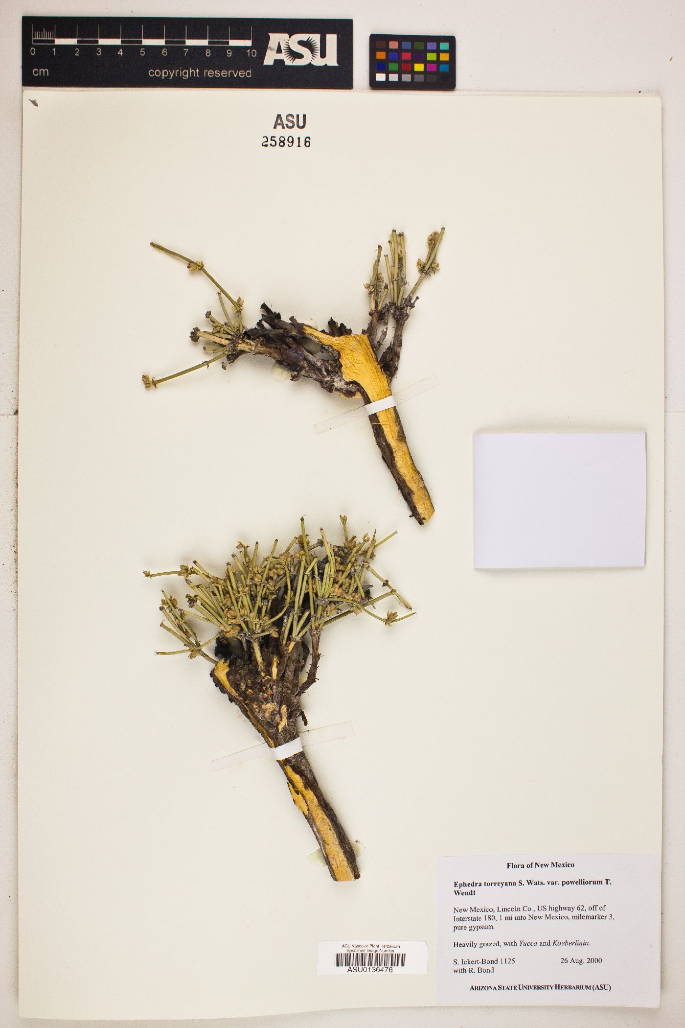 Ephedra torreyana var. powelliorum image