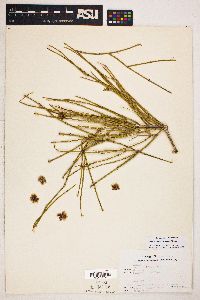 Ephedra trifurca image