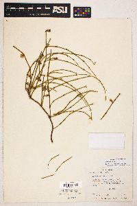 Ephedra viridis image