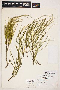 Ephedra viridis image