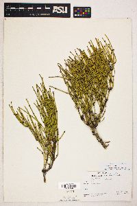 Ephedra viridis image