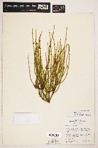 Ephedra viridis image