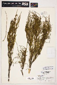 Ephedra viridis image