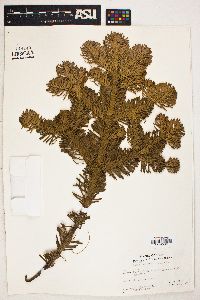 Abies lasiocarpa image