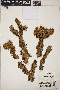 Abies lasiocarpa image