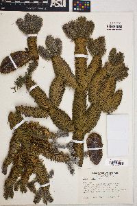 Abies procera image