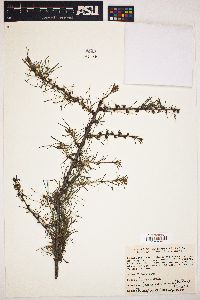 Larix laricina image