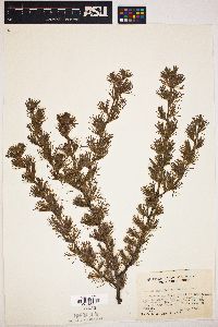 Larix laricina image