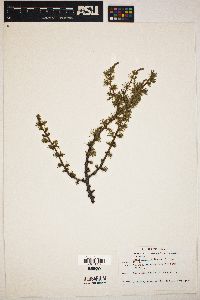 Larix laricina image