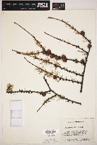 Larix laricina image