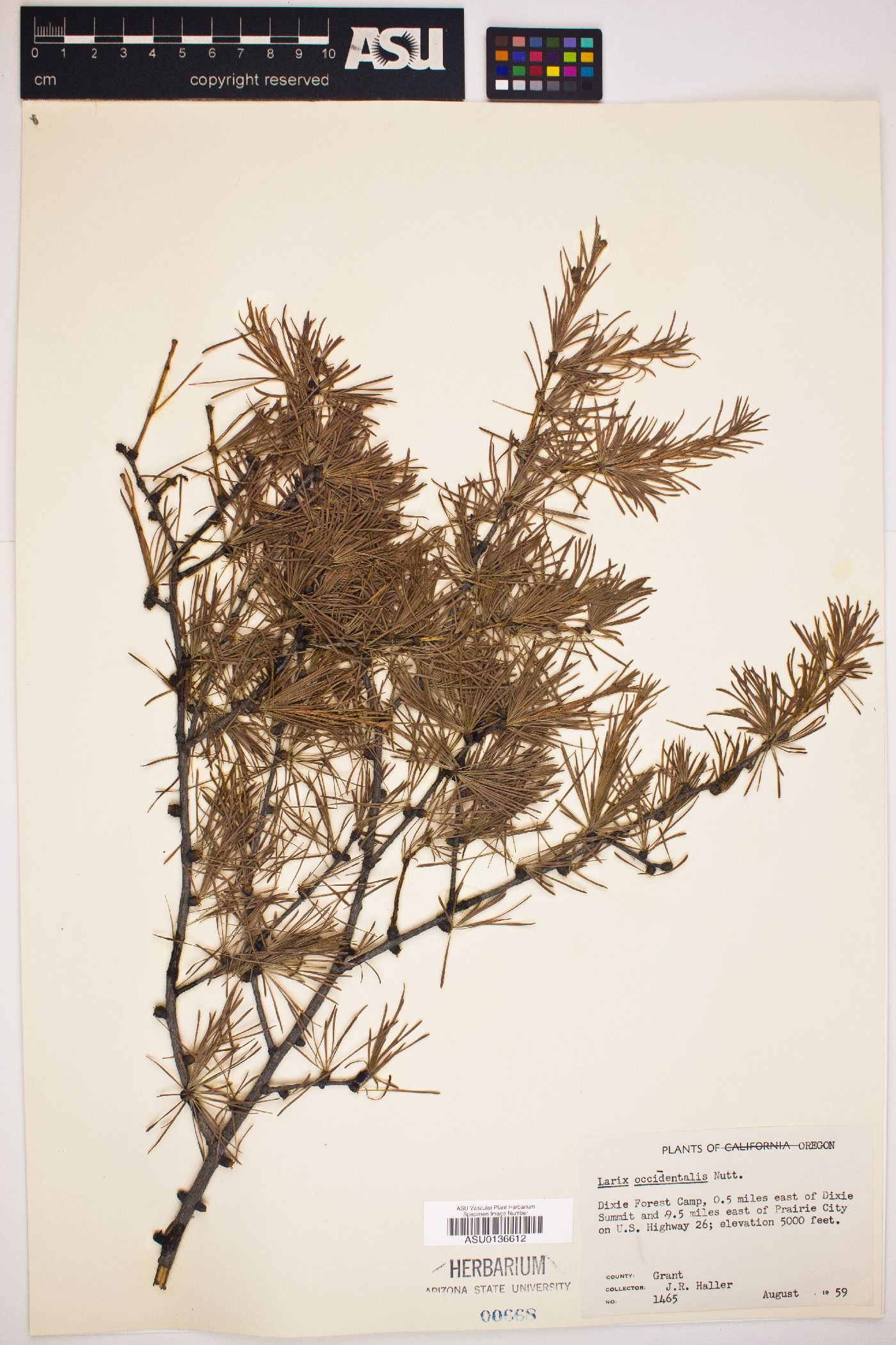 Larix occidentalis image