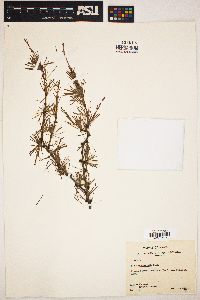 Larix occidentalis image