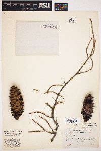 Picea breweriana image