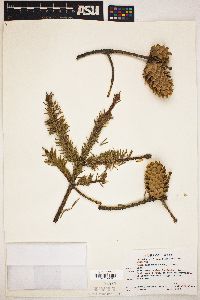 Picea sitchensis image