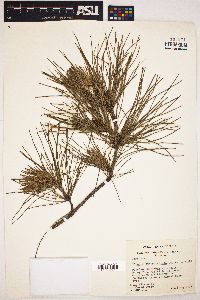 Pinus attenuradiata image