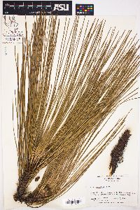 Pinus australis image
