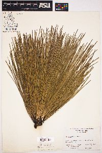 Pinus australis image