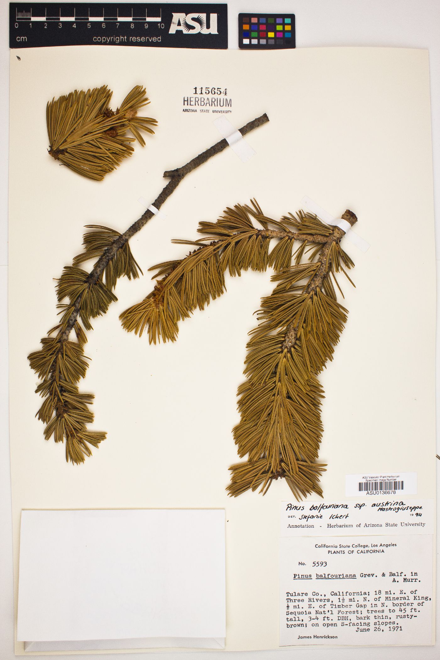 Pinus balfouriana subsp. austrina image