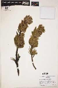 Pinus balfouriana image