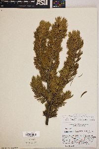 Pinus balfouriana subsp. austrina image