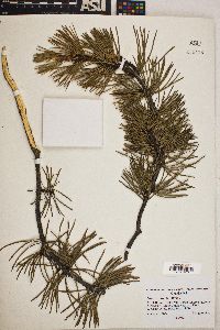 Pinus contorta image