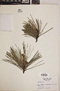 Pinus echinata image