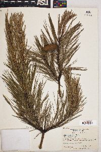 Pinus echinata image