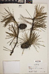 Pinus echinata image