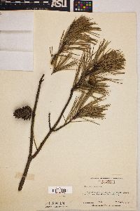 Pinus echinata image