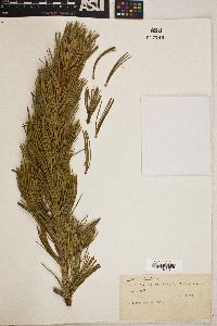 Pinus flexilis image