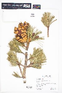 Pinus flexilis image