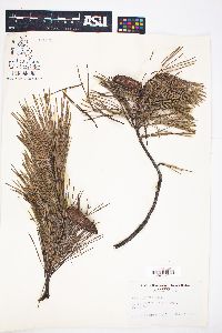 Pinus glabra image