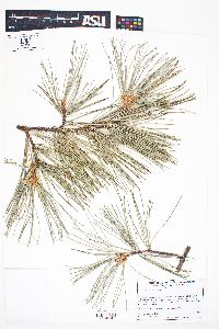 Pinus lambertiana image