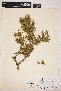 Pinus monophylla image