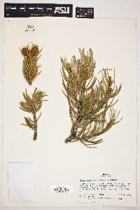 Pinus monophylla image