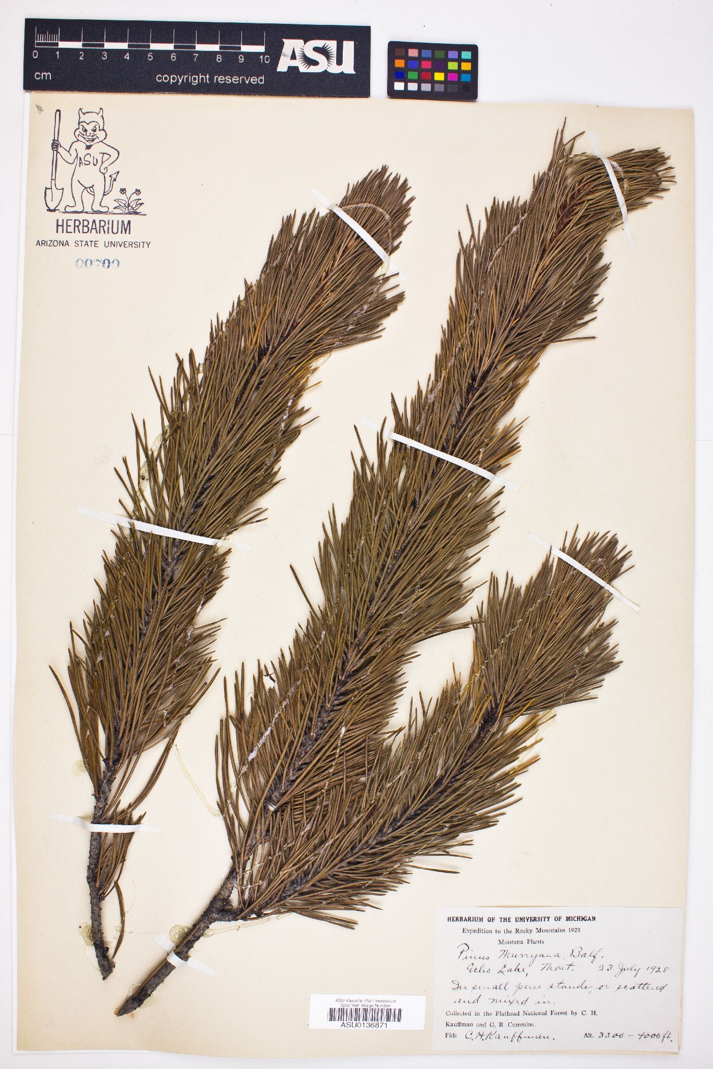Pinus murrayana image