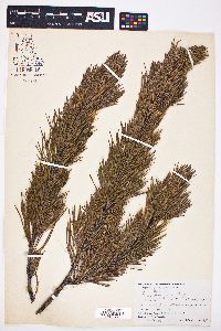 Pinus murrayana image