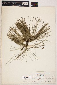 Pinus praetermissa image
