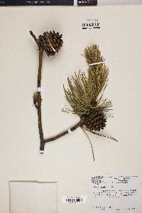 Pinus rigida image